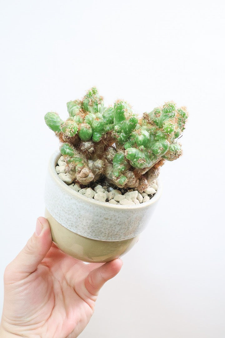 【セレウス ペルビアナム】密度が高くてかわいいサボテン。コロンとしたPOTとの相性もいいと思います！