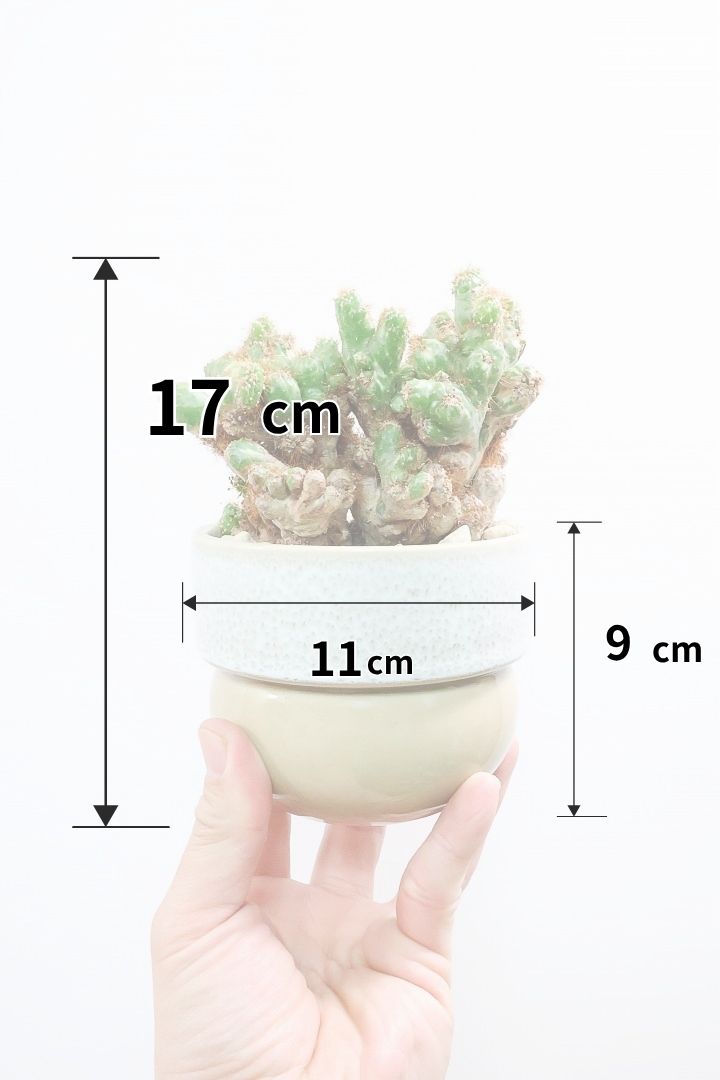 【セレウス ペルビアナム】密度が高くてかわいいサボテン。コロンとしたPOTとの相性もいいと思います！