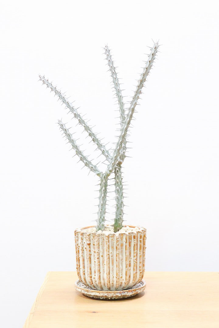 【アローディア】骨骨しいとてもワイルドで個性的な植物です!水やりが少なくて良い観葉植物です！