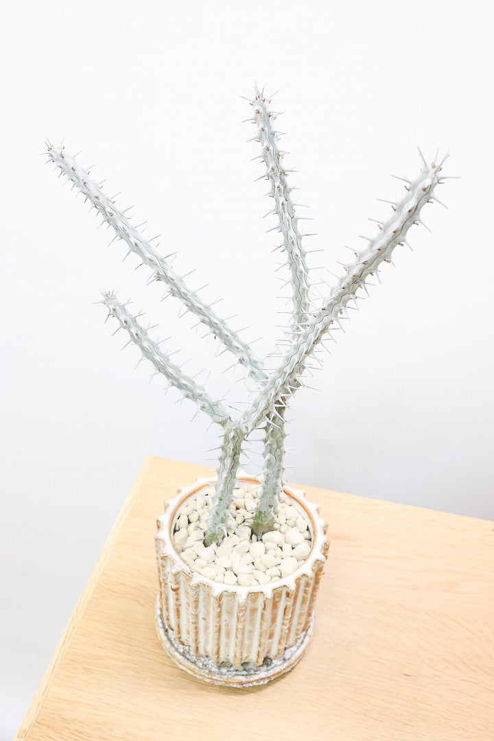 【アローディア】骨骨しいとてもワイルドで個性的な植物です!水やりが少なくて良い観葉植物です！