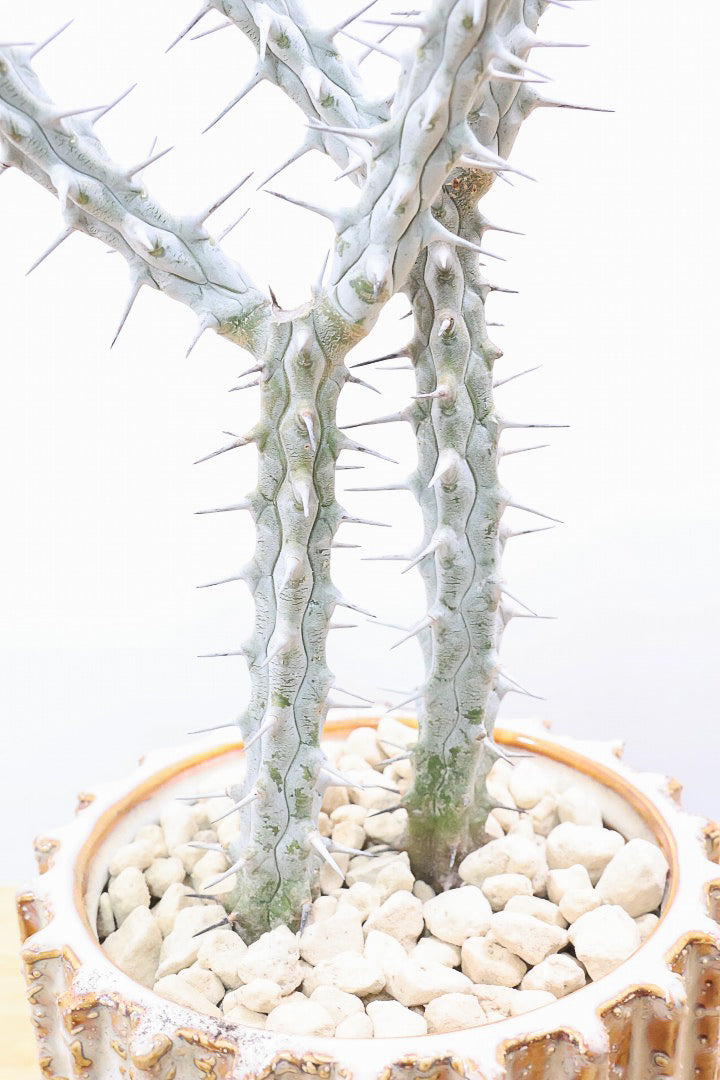 【アローディア】骨骨しいとてもワイルドで個性的な植物です!水やりが少なくて良い観葉植物です！