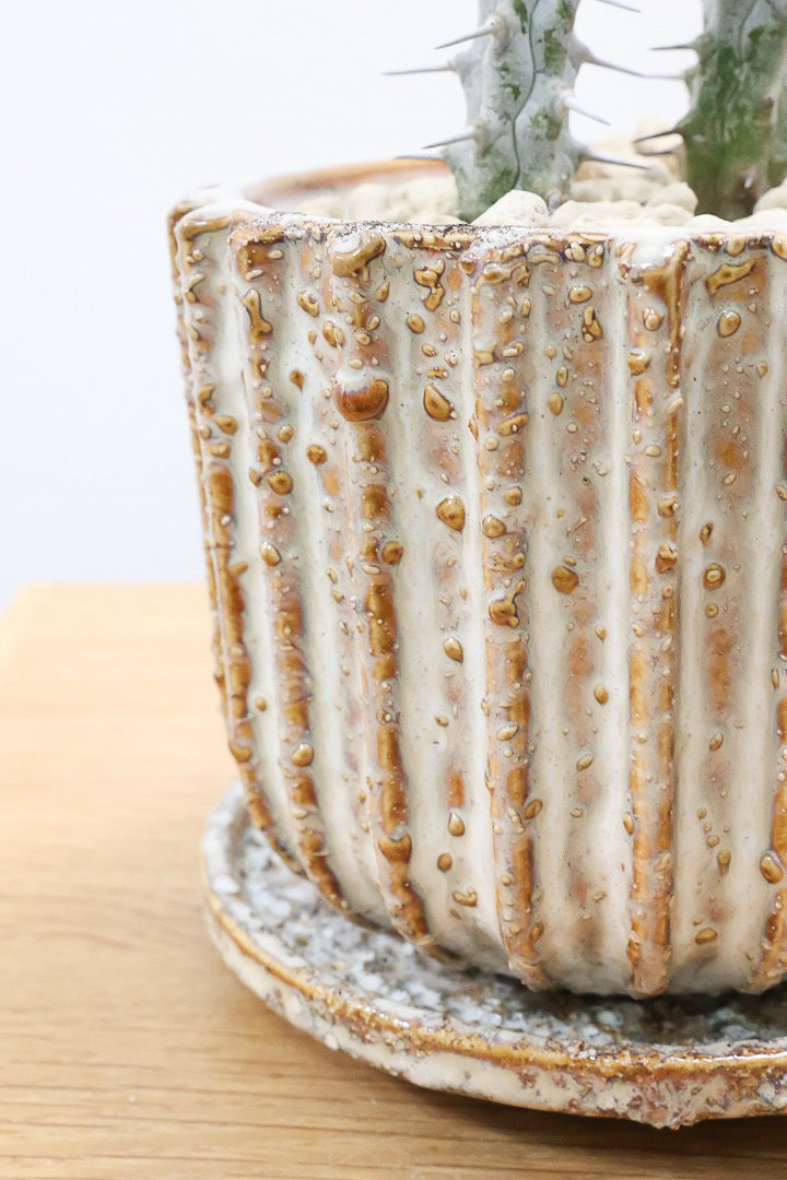 【アローディア】骨骨しいとてもワイルドで個性的な植物です!水やりが少なくて良い観葉植物です！