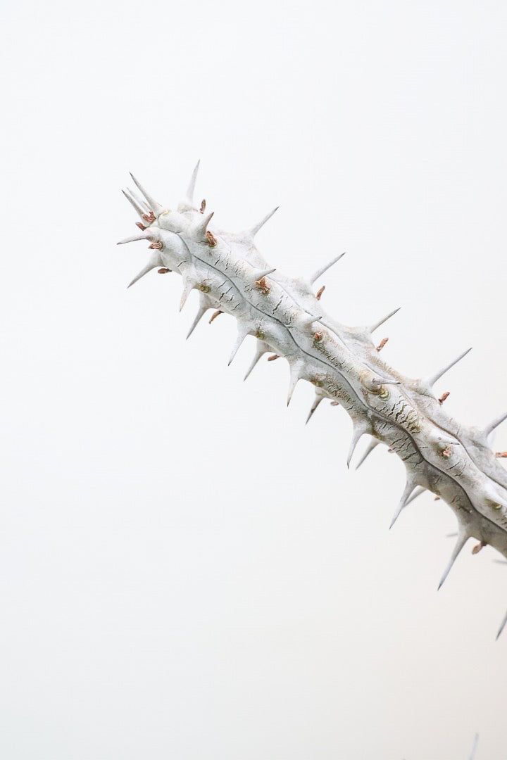 【アローディア】骨骨しいとてもワイルドで個性的な植物です!水やりが少なくて良い観葉植物です！