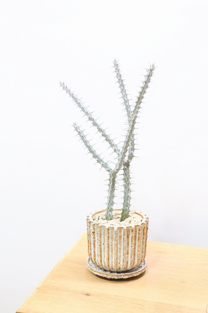 【アローディア】骨骨しいとてもワイルドで個性的な植物です!水やりが少なくて良い観葉植物です！