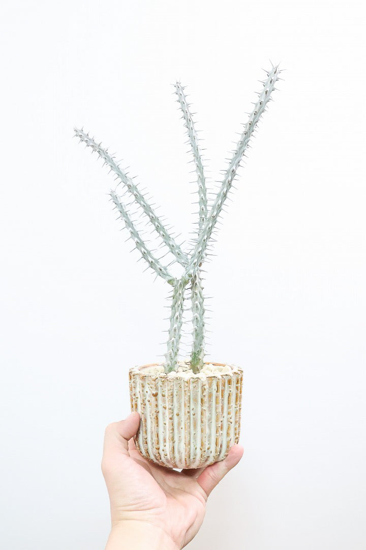 【アローディア】骨骨しいとてもワイルドで個性的な植物です!水やりが少なくて良い観葉植物です！