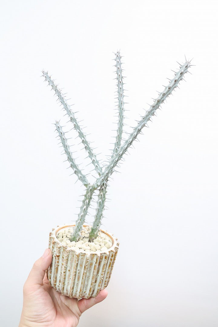 【アローディア】骨骨しいとてもワイルドで個性的な植物です!水やりが少なくて良い観葉植物です！