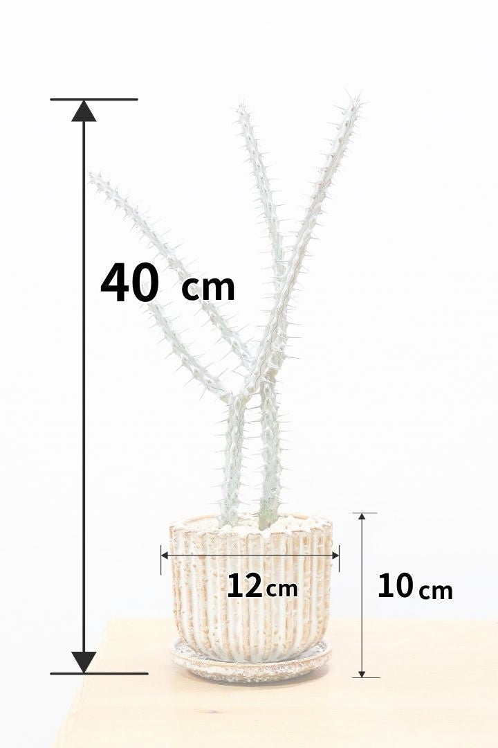 【アローディア】骨骨しいとてもワイルドで個性的な植物です!水やりが少なくて良い観葉植物です！