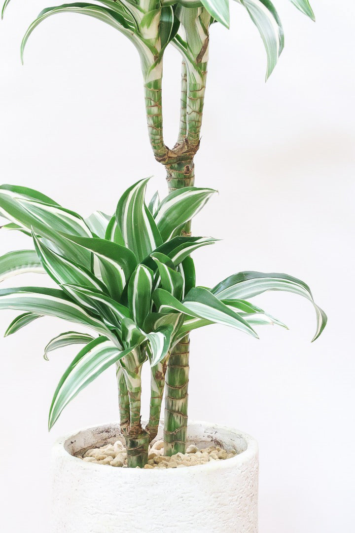 【ドラセナ ジェイドジュエル】爽やかなコントラストの葉！この品種は非常に育てやすいので贈り物にもピッタリです！