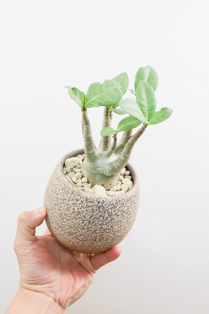 アデニウム アラビカムBE61659A| 観葉植物の通信販売 | APEGO(アペーゴ)