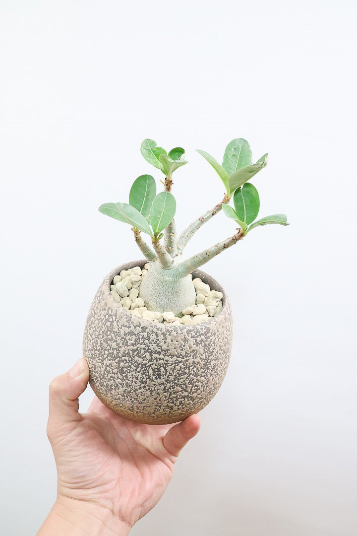 【アデニウム アラビカム】つるんとしたかわいくて個性的な幹！この樹形には地球を感じちゃいますよね！