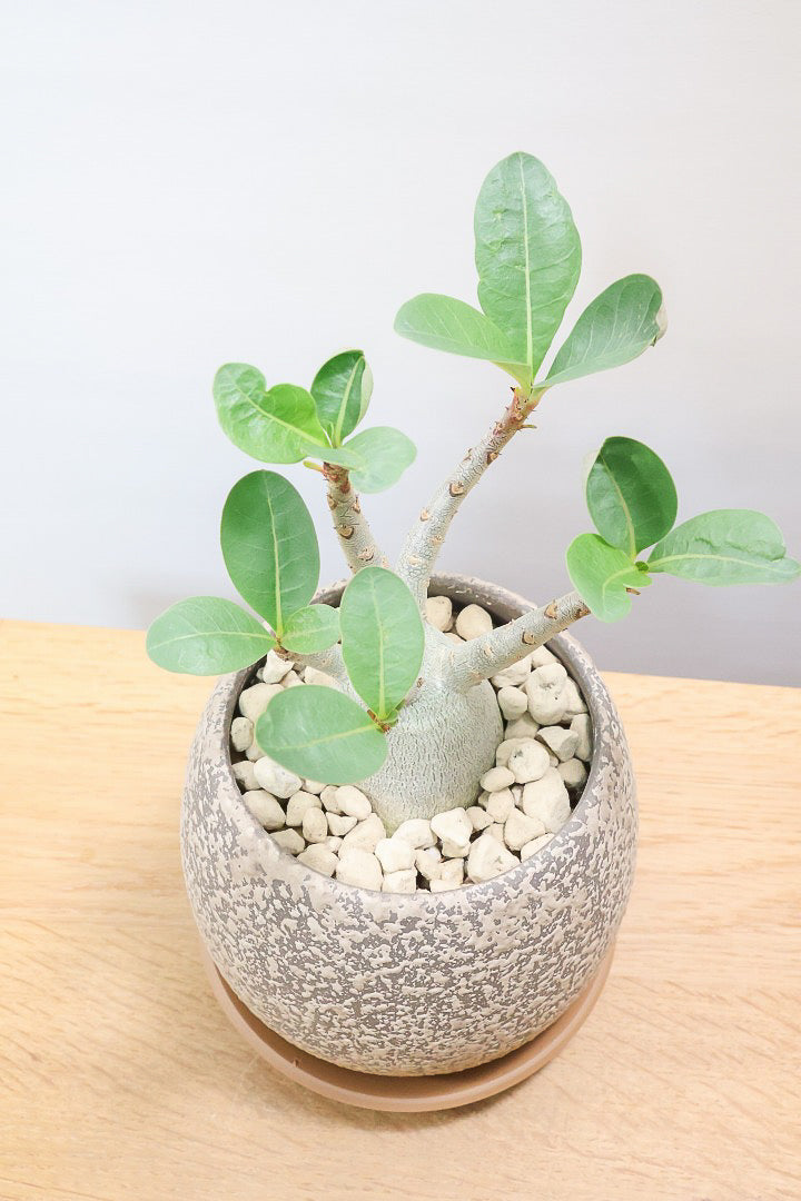 【アデニウム アラビカム】つるんとしたかわいくて個性的な幹！この樹形には地球を感じちゃいますよね！