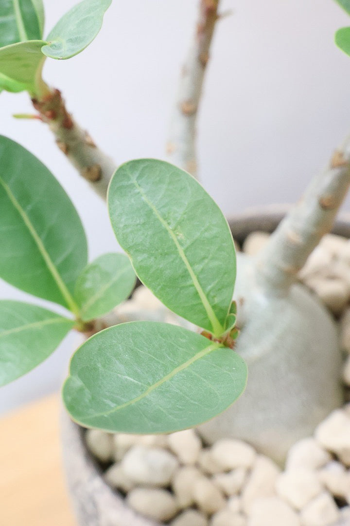 【アデニウム アラビカム】つるんとしたかわいくて個性的な幹！この樹形には地球を感じちゃいますよね！