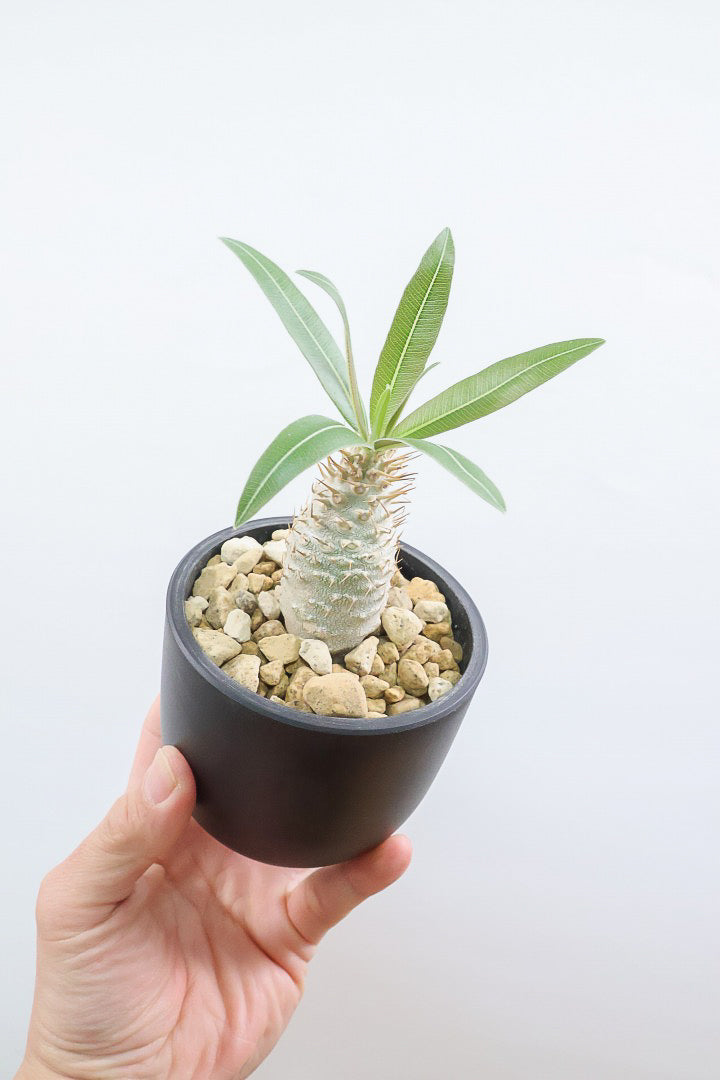 3667 「塊根植物」パキポディウム グラキリスM 抜き苗【最新到着