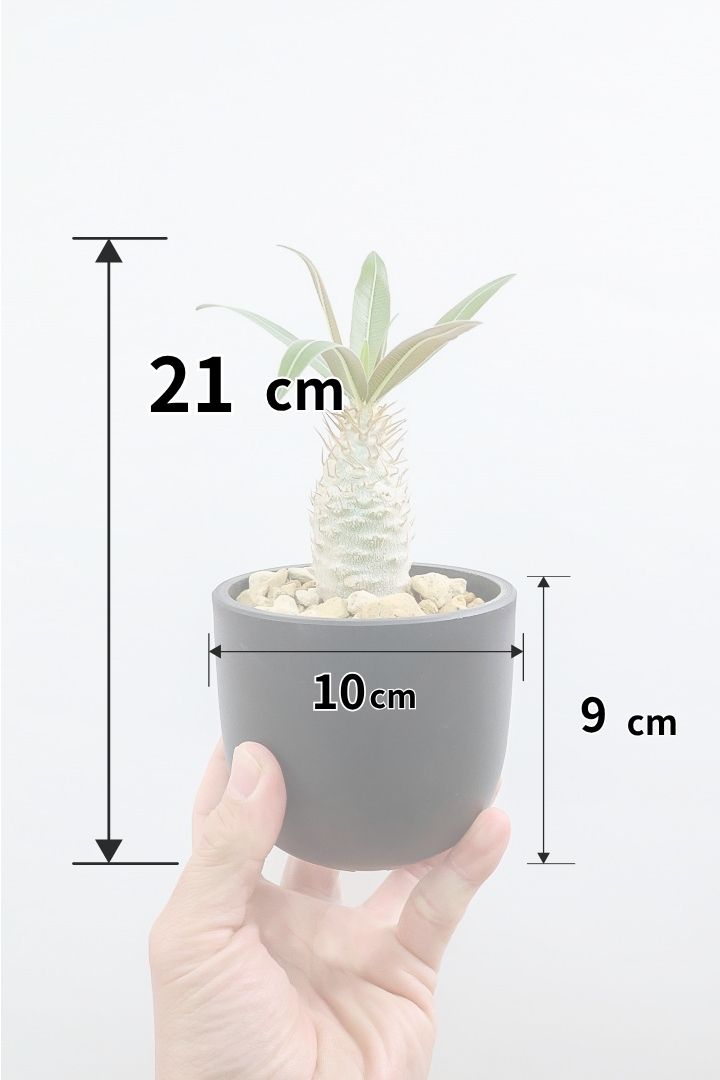 パキポディウム グラキリスPP61662| 観葉植物の通信販売 | APEGO(アペーゴ)