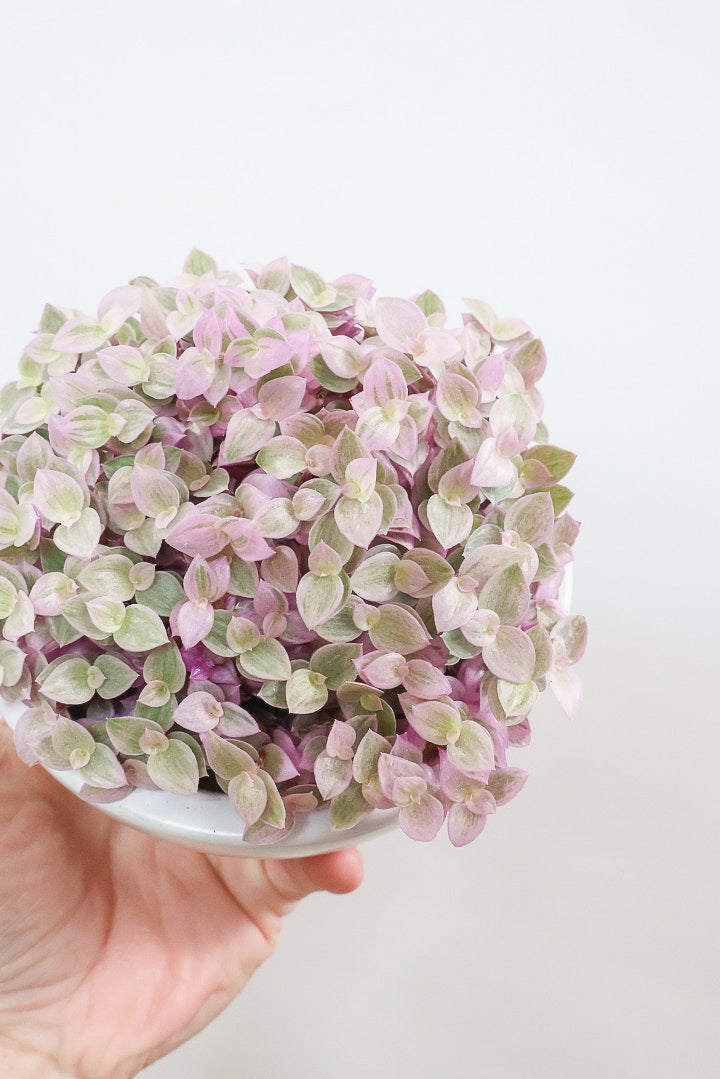 【カリシア ロザート】ラスト１鉢！目が覚めるような色！ここまできれいに発色しているものは珍しいのではないでしょうか！