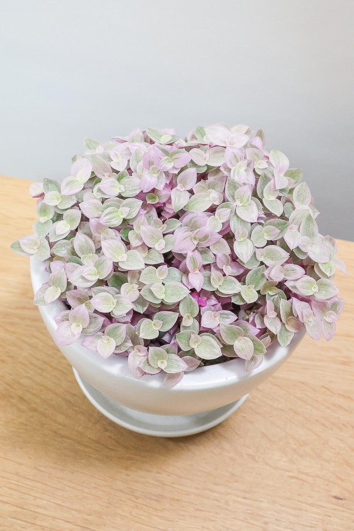 【カリシア ロザート】ラスト１鉢！目が覚めるような色！ここまできれいに発色しているものは珍しいのではないでしょうか！