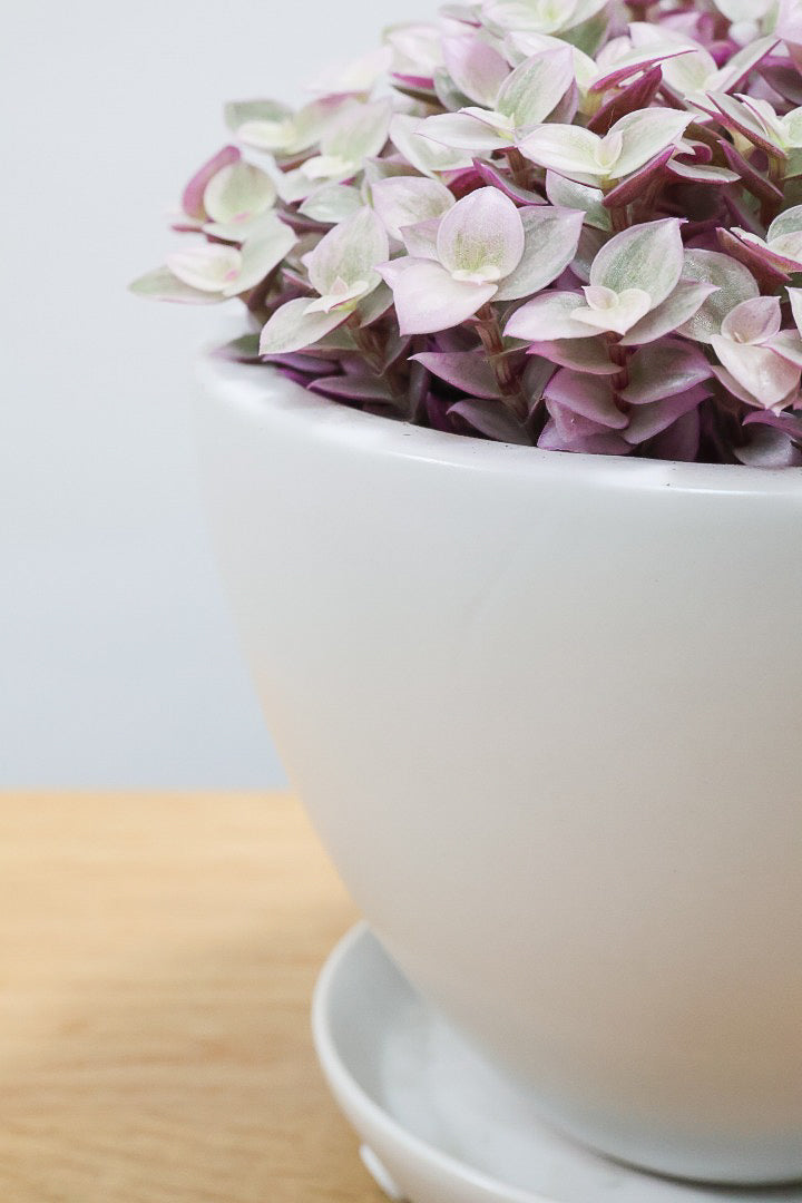 【カリシア ロザート】ラスト１鉢！目が覚めるような色！ここまできれいに発色しているものは珍しいのではないでしょうか！