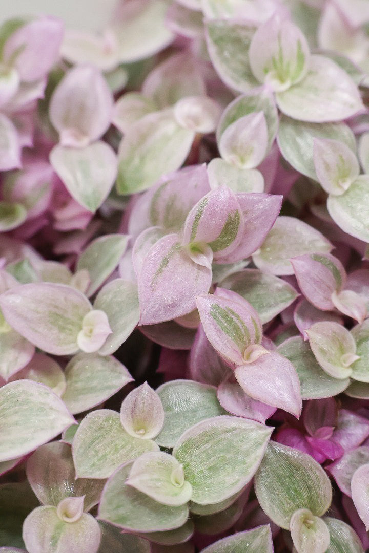 【カリシア ロザート】ラスト１鉢！目が覚めるような色！ここまできれいに発色しているものは珍しいのではないでしょうか！