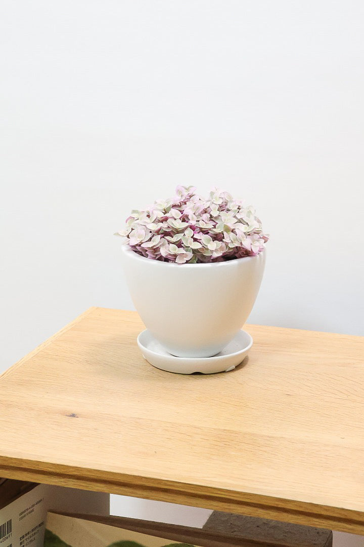 【カリシア ロザート】ラスト１鉢！目が覚めるような色！ここまできれいに発色しているものは珍しいのではないでしょうか！