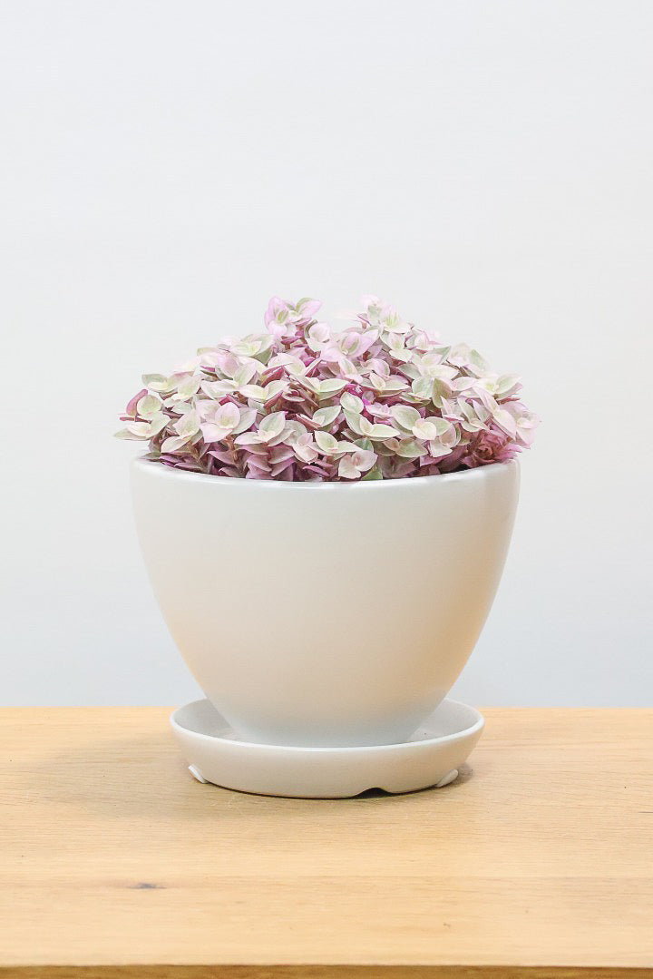 【カリシア ロザート】ラスト１鉢！目が覚めるような色！ここまできれいに発色しているものは珍しいのではないでしょうか！