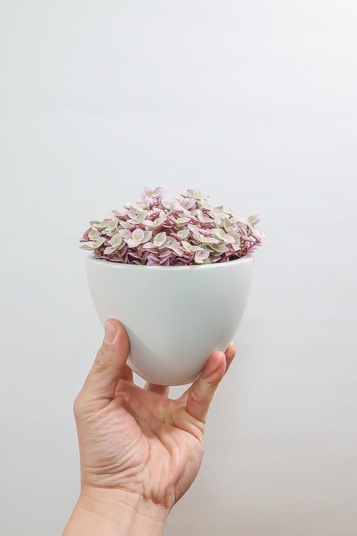 【カリシア ロザート】ラスト１鉢！目が覚めるような色！ここまできれいに発色しているものは珍しいのではないでしょうか！