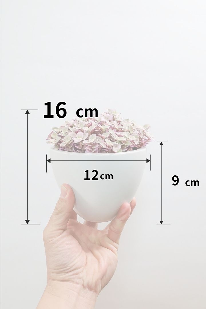 【カリシア ロザート】ラスト１鉢！目が覚めるような色！ここまできれいに発色しているものは珍しいのではないでしょうか！