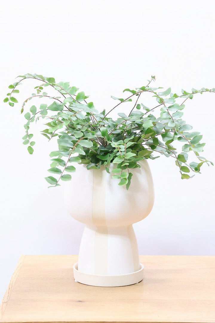 【ペラエラ ロツンデフォーリア】ふわふわした雰囲気がとってもかわいい観葉植物! POTとの相性も抜群！