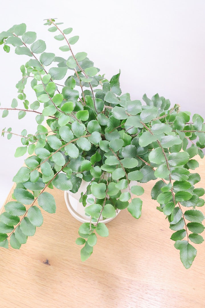 【ペラエラ ロツンデフォーリア】ふわふわした雰囲気がとってもかわいい観葉植物! POTとの相性も抜群！