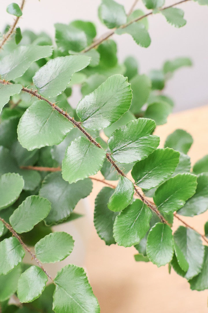 【ペラエラ ロツンデフォーリア】ふわふわした雰囲気がとってもかわいい観葉植物! POTとの相性も抜群！