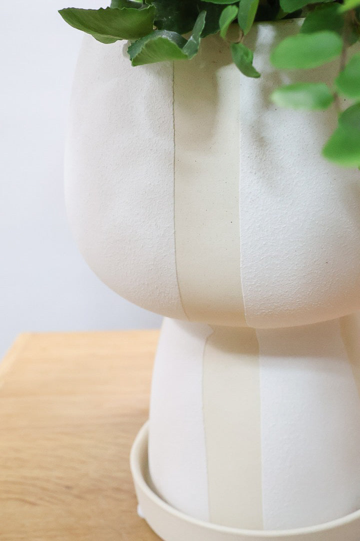 【ペラエラ ロツンデフォーリア】ふわふわした雰囲気がとってもかわいい観葉植物! POTとの相性も抜群！