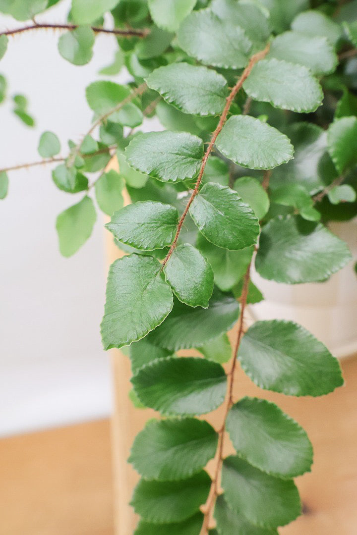 【ペラエラ ロツンデフォーリア】ふわふわした雰囲気がとってもかわいい観葉植物! POTとの相性も抜群！