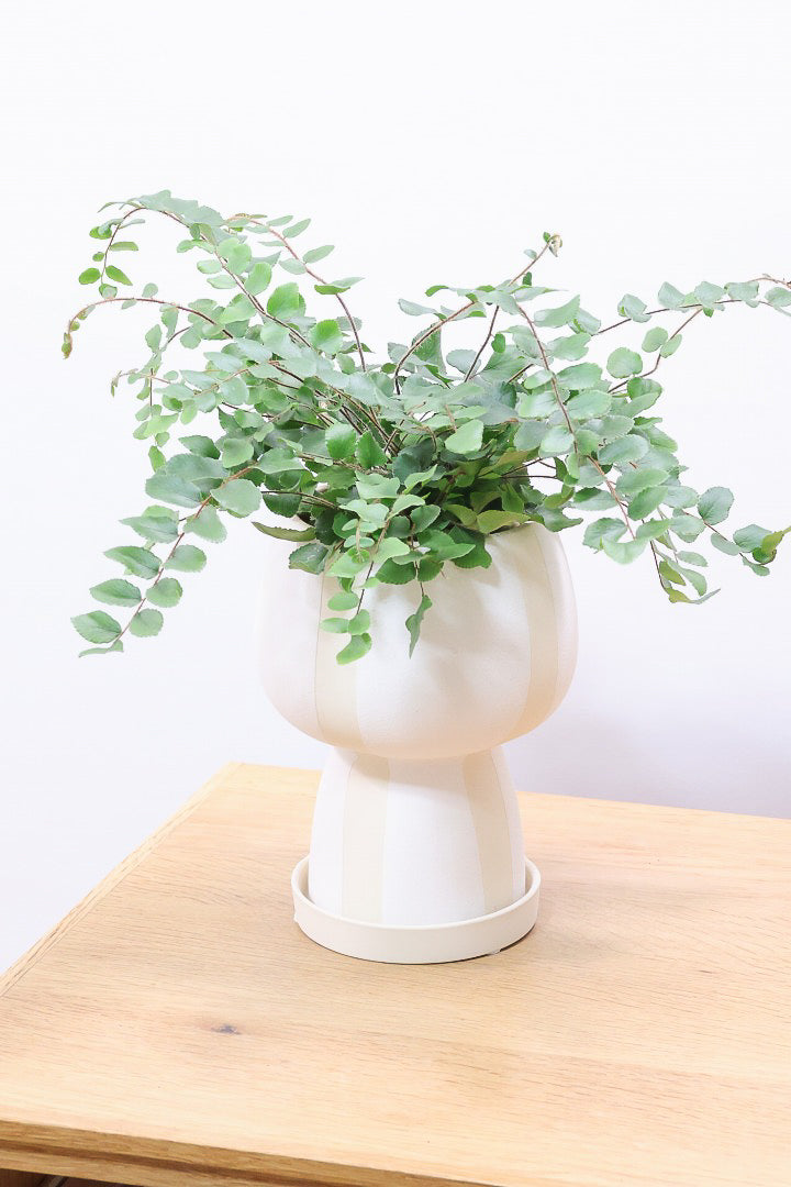 【ペラエラ ロツンデフォーリア】ふわふわした雰囲気がとってもかわいい観葉植物! POTとの相性も抜群！