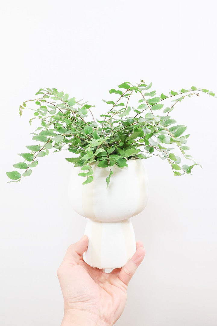 【ペラエラ ロツンデフォーリア】ふわふわした雰囲気がとってもかわいい観葉植物! POTとの相性も抜群！