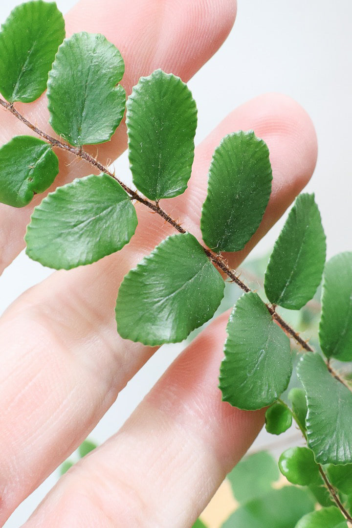 【ペラエラ ロツンデフォーリア】ふわふわした雰囲気がとってもかわいい観葉植物! POTとの相性も抜群！