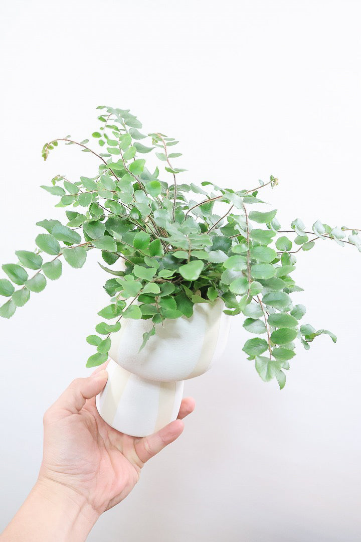 【ペラエラ ロツンデフォーリア】ふわふわした雰囲気がとってもかわいい観葉植物! POTとの相性も抜群！