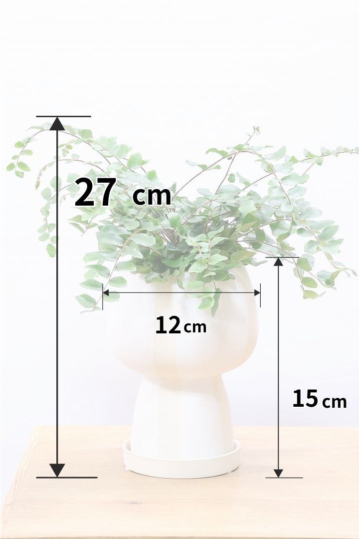 【ペラエラ ロツンデフォーリア】ふわふわした雰囲気がとってもかわいい観葉植物! POTとの相性も抜群！