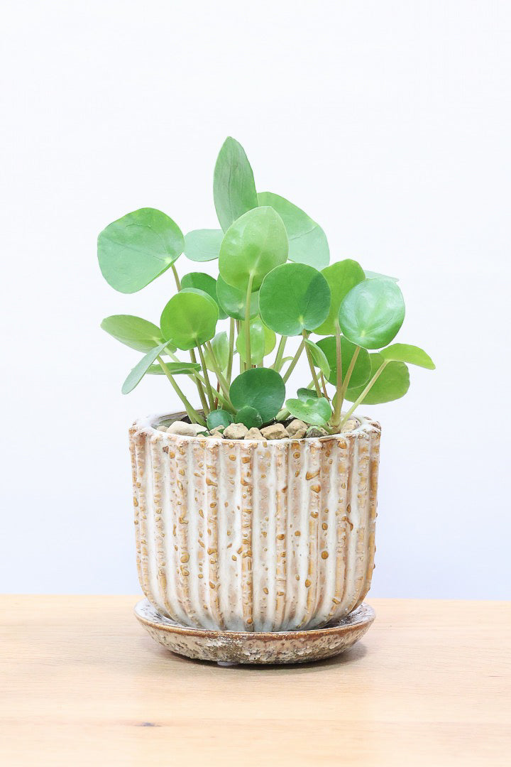 【ピレア ペペロミオイデス】まん丸の葉がかわいい！子株が出てきてどんどん増える生長力旺盛な子です！