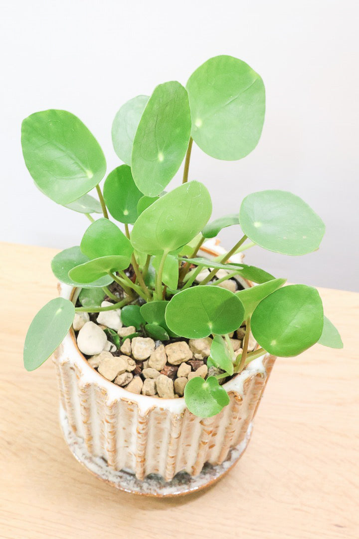 【ピレア ペペロミオイデス】まん丸の葉がかわいい！子株が出てきてどんどん増える生長力旺盛な子です！