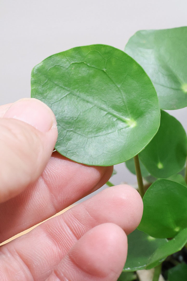 【ピレア ペペロミオイデス】まん丸の葉がかわいい！子株が出てきてどんどん増える生長力旺盛な子です！