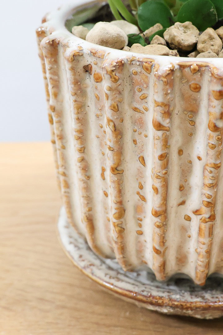 【ピレア ペペロミオイデス】まん丸の葉がかわいい！子株が出てきてどんどん増える生長力旺盛な子です！