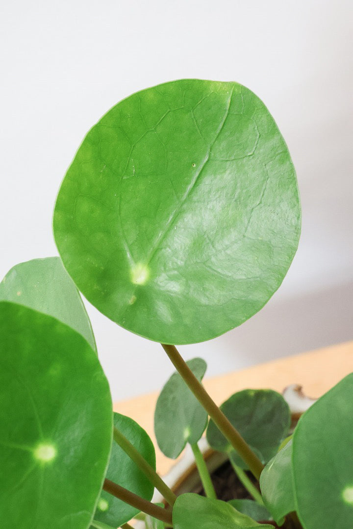 【ピレア ペペロミオイデス】まん丸の葉がかわいい！子株が出てきてどんどん増える生長力旺盛な子です！