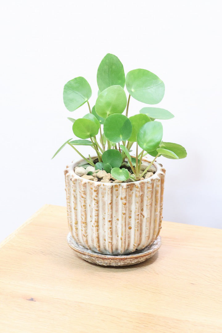 【ピレア ペペロミオイデス】まん丸の葉がかわいい！子株が出てきてどんどん増える生長力旺盛な子です！