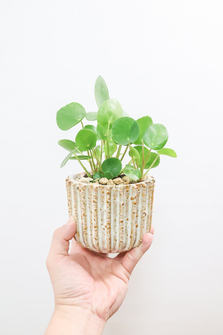 【ピレア ペペロミオイデス】まん丸の葉がかわいい！子株が出てきてどんどん増える生長力旺盛な子です！