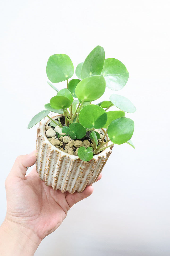 【ピレア ペペロミオイデス】まん丸の葉がかわいい！子株が出てきてどんどん増える生長力旺盛な子です！