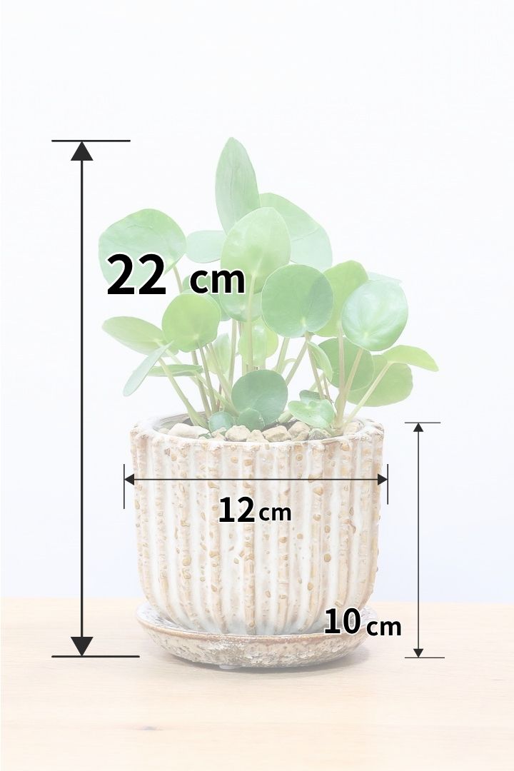 【ピレア ペペロミオイデス】まん丸の葉がかわいい！子株が出てきてどんどん増える生長力旺盛な子です！