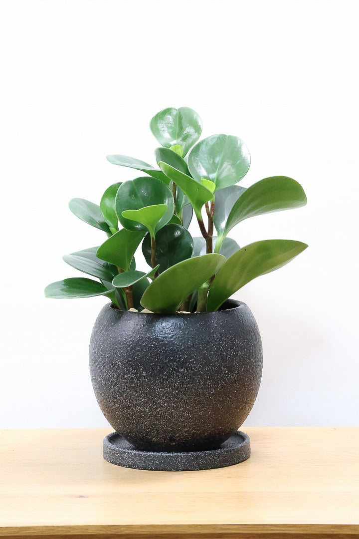 【ペペロミア グリーン】ペペロミアの中でも大き目の葉。シックな感じのカッコイイ葉色なんです！