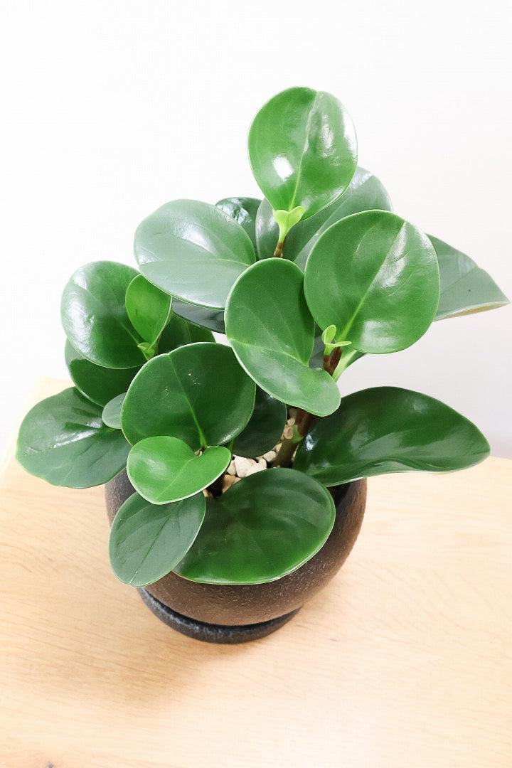 【ペペロミア グリーン】ペペロミアの中でも大き目の葉。シックな感じのカッコイイ葉色なんです！