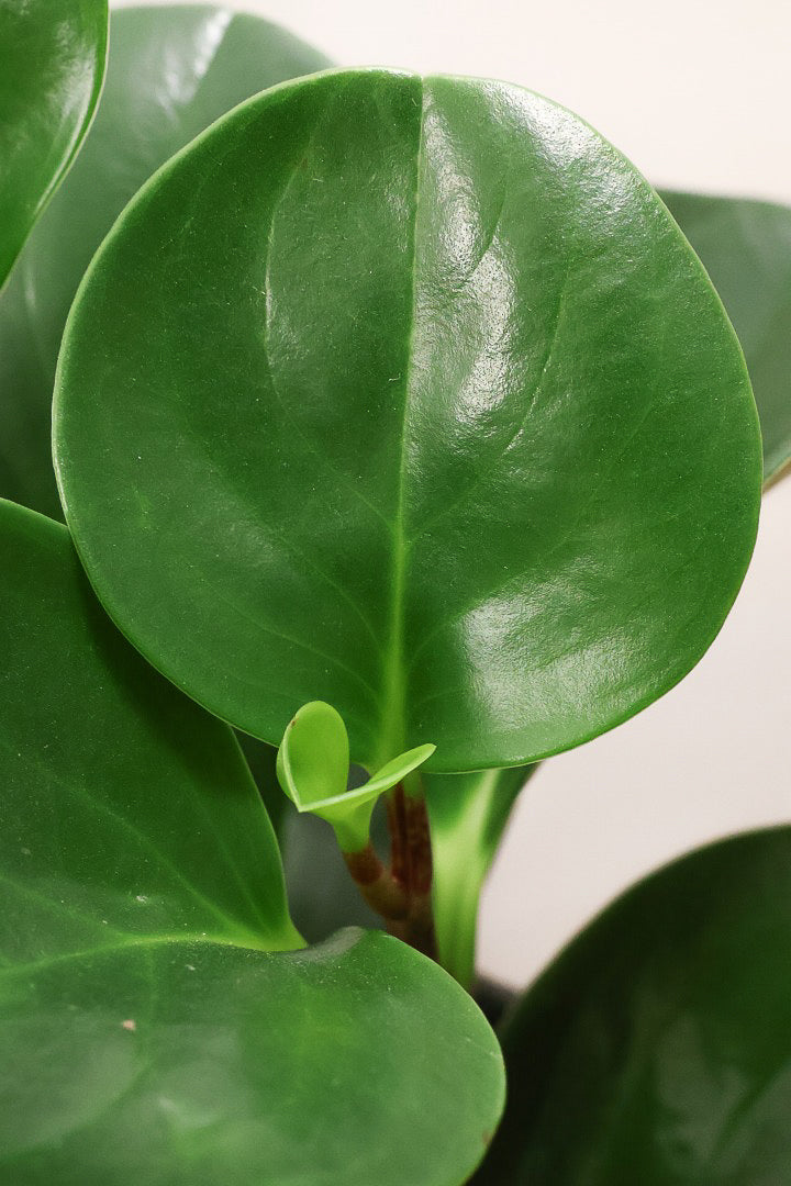 【ペペロミア グリーン】ペペロミアの中でも大き目の葉。シックな感じのカッコイイ葉色なんです！
