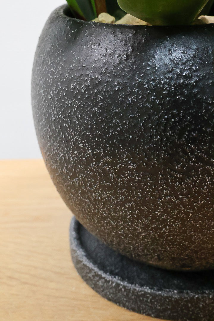 【ペペロミア グリーン】ペペロミアの中でも大き目の葉。シックな感じのカッコイイ葉色なんです！