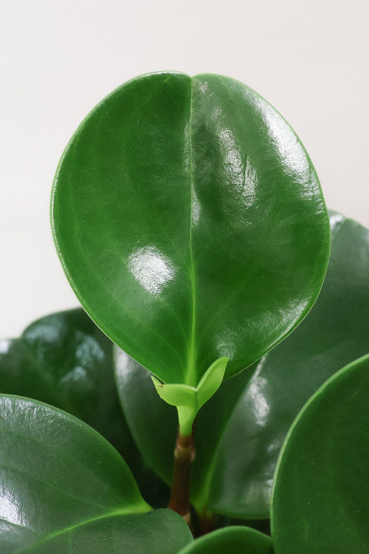 【ペペロミア グリーン】ペペロミアの中でも大き目の葉。シックな感じのカッコイイ葉色なんです！